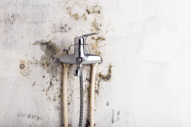 Best Same-Day Mold Removal  in Tennille, GA