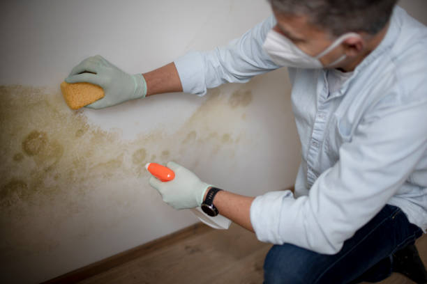 Best Professional Mold Removal  in Tennille, GA