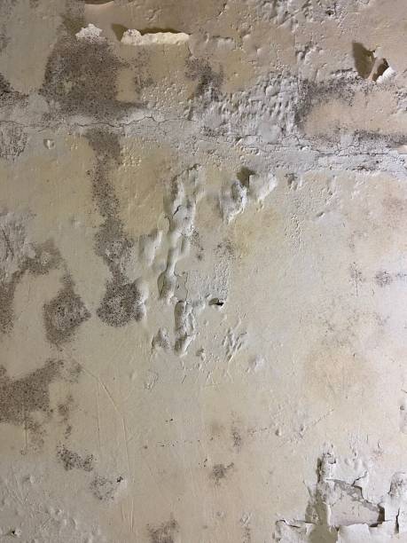 Best Black Mold Removal  in Tennille, GA