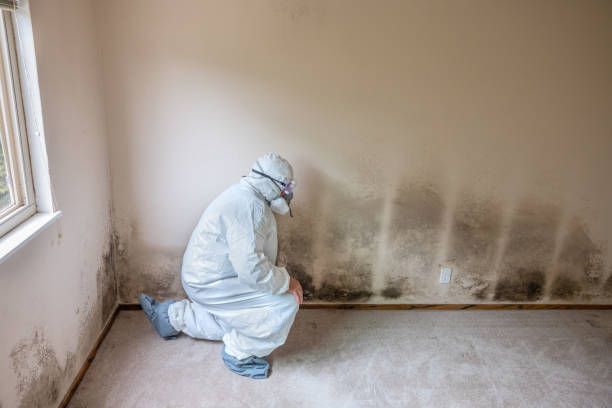 Best Water Damage Restoration  in Tennille, GA