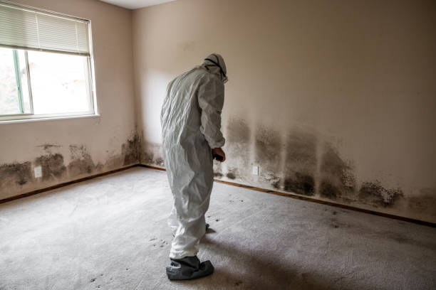 Home Mold Removal in Tennille, GA