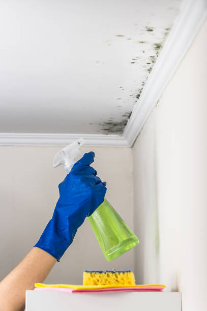Best Fast Mold Removal  in Tennille, GA